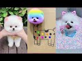 Tik Tok Chó Phốc Sóc Mini 😍 Funny and Cute Pomeranian #112