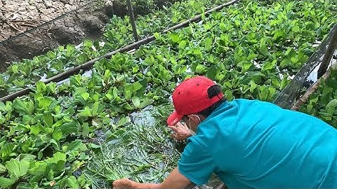 Giao Ốc Bươu Đen Giống Cho Khách Hàng Ở Ngãi Hùng-Trà Vinh | Liệt Vlog