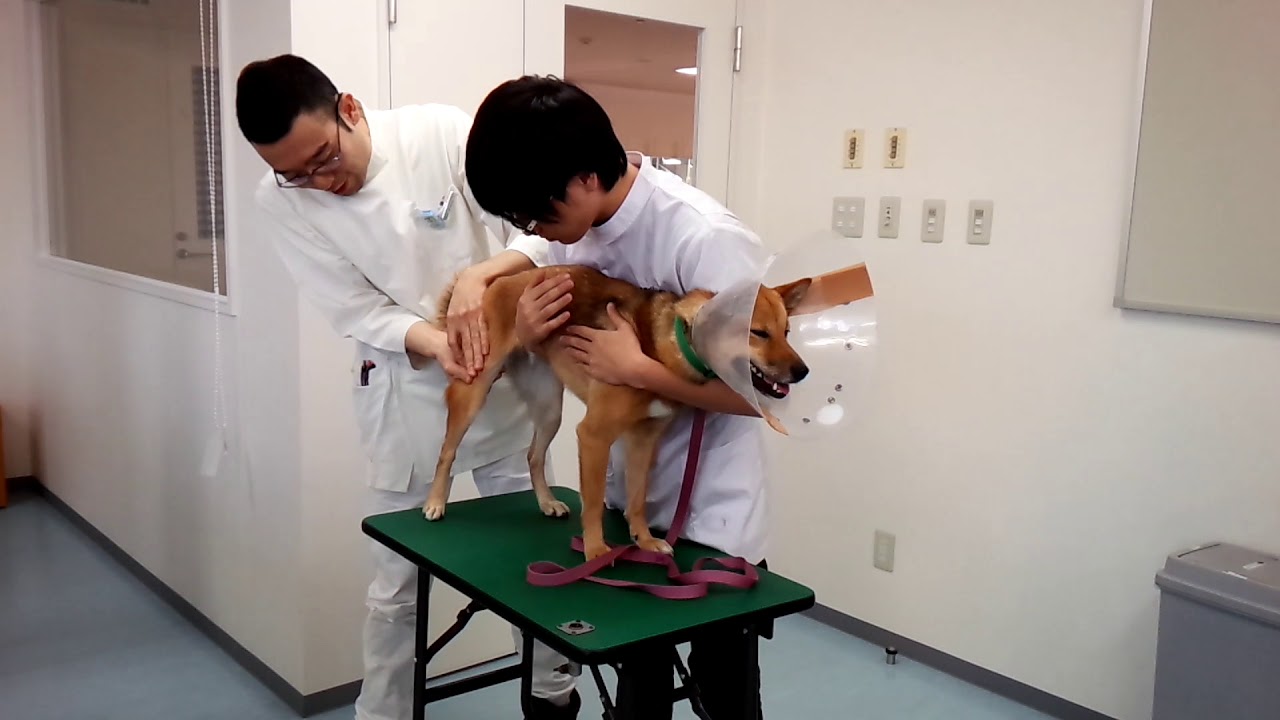 動物専門学校 トリマー 動物看護師 アクアリウム 動物のお仕事 血液検査 採血 犬 保定 駆血の方法 Youtube