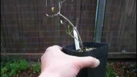 Trident Maple Bonsai Starter