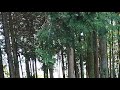 お散歩ライブ配信中！