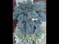 Капуста " Кале" в сентябре. Всё краше и краше!!!