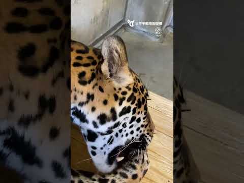 【日本平動物園】牛骨ガリガリ！ジャガー小助の強いアゴ [Nihondaira Zoo] Jaguar, Kosuke. #shorts