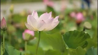 BIMBO & Iin Parlina ~ Flamboyan {Band 4 nada}