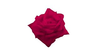 Let Your Wit Be the Driest Thing in the Bedroom - CVS.com VH