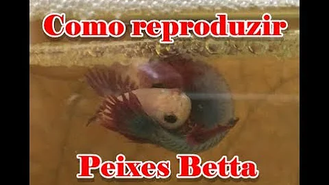 Como fazer o peixe betta se reproduzir?