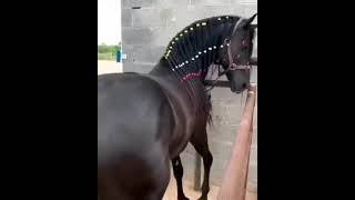 جمال شعر الحصان الادهم العربي الاصيل