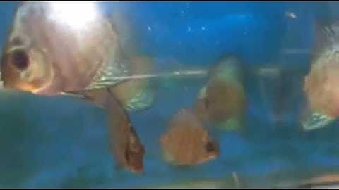 [Cá Cảnh Tuấn Phong] CÁ ĐĨA XANH COBAN