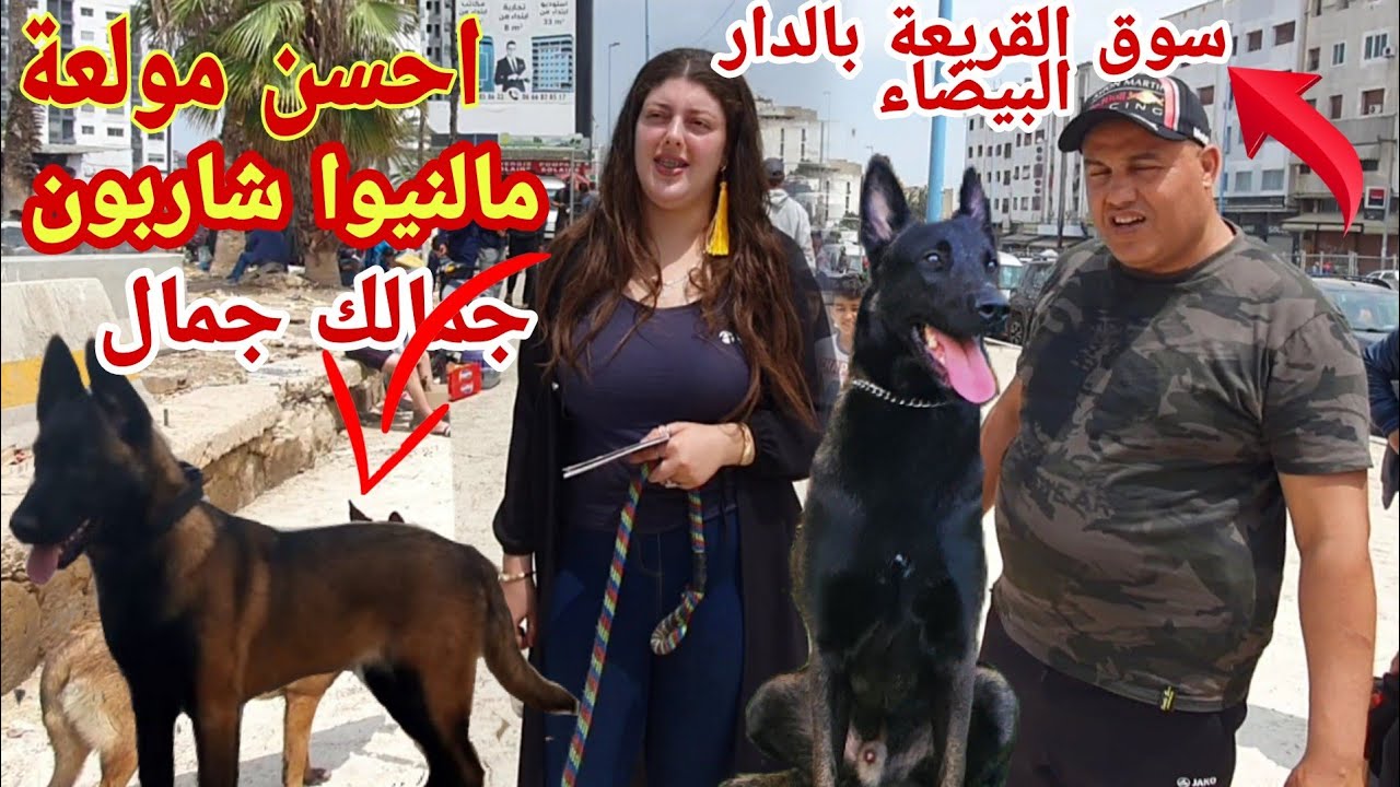 سوق القريعة بالدار البيضاء 🇲🇦يوم السبت 14/5/2022 مع باعة جميع انواع الكلاب كاين المليح وجمالك جمال