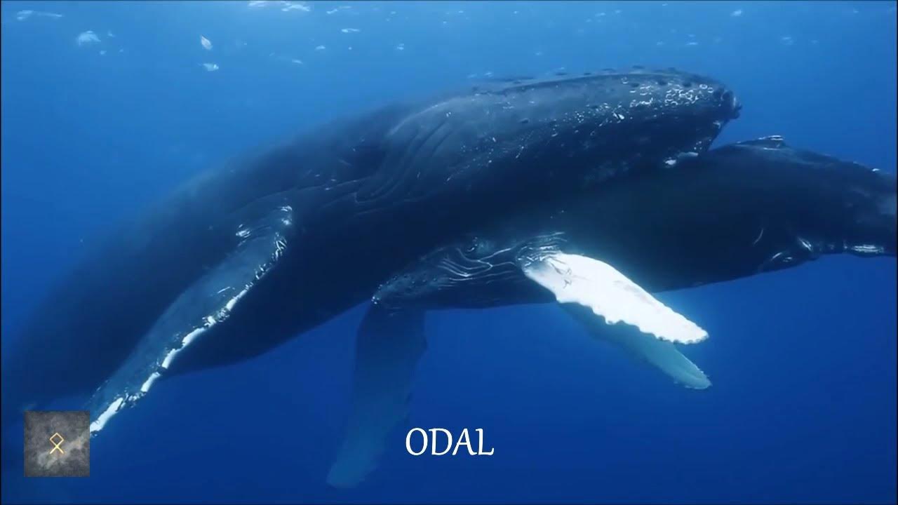 Wardruna - Odal (With English Lyirics) Wardruna - Odal (With English Lyirics)