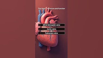 Heart Anatomy Quiz: Test Your Knowledge on Structure & Function