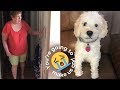 Daughter Surprises Mom With Lookalike Plush Of Beloved Pet Dog