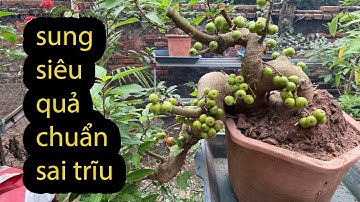 Bán Cây Sung Bonsai mini Siêu Quả Giá RẺ bao Ship mọi Miền Ngày 24/11/24