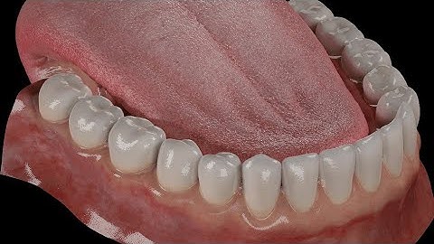 Tongue 3D Animation for #NEET 2021#Class 11#biology#humam physiology#BIO WORLD (3d club)