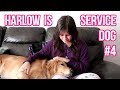 📖 Storytime: All my PAST Service Dogs! 🐕