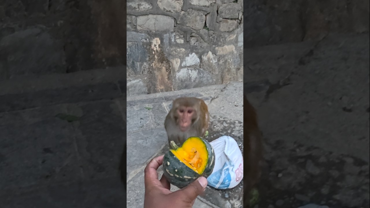Pumpkin Delight: Monkeys Enjoy a Tasty Treat