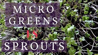 MICRO GREENS VS SPROUTS