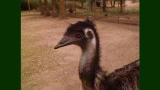 Video thumbnail of "Feathers Fur or Fins...Emu | Don Spencer | Music for Kids"