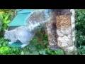 Grey Squirrels On Spring Sunday Visit To My Cottage Garden Scone Perth Perthshire Scotland