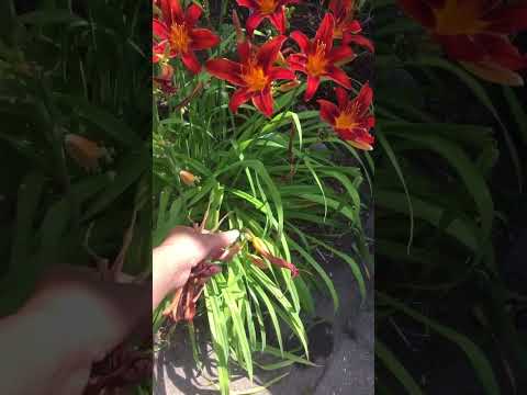 Video: Is daglelieplante nodig – hoe om daglelieblomme af te sny