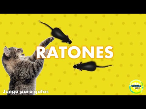 Video: Cómo divertirse con los gatos (con imágenes)