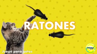 Videos para #gatos | #Ratones