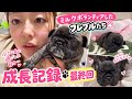 【最終回】可愛すぎるフレブルたちとお別れする日が来ちゃった...成長した姿に涙🥹🐾