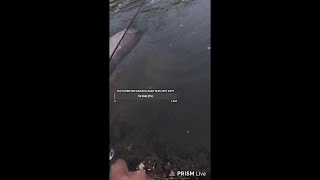 Рыбалка на живца Москва река, общение