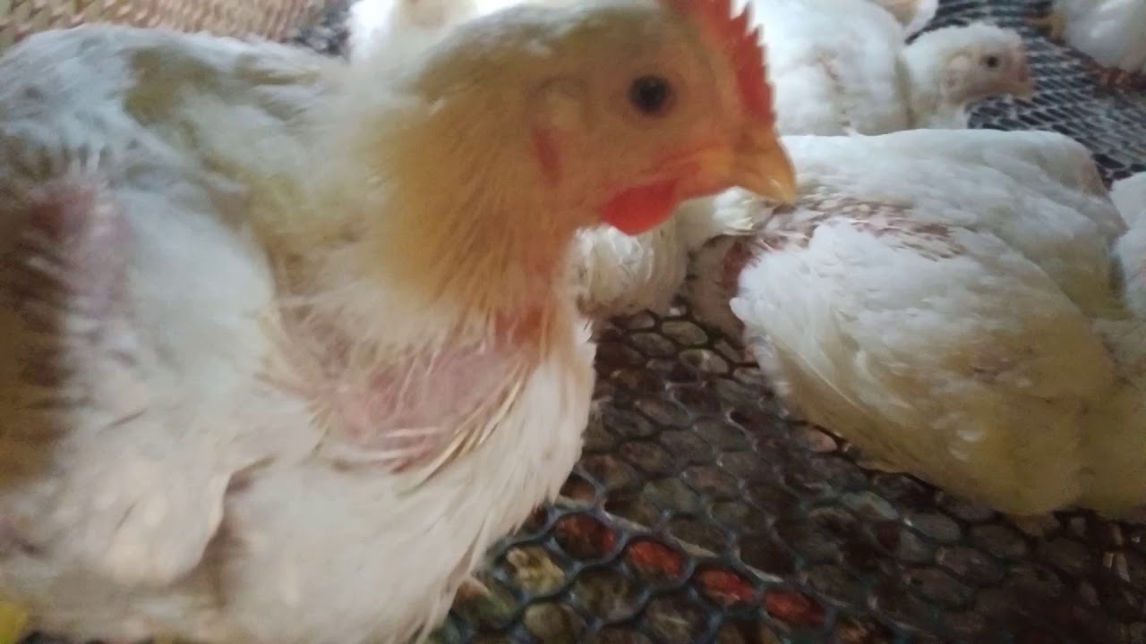 افضل مقاسات بطاريات الدواجن الحديد