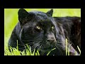 Panther Sounds - Growlings, purr  - Голос Пантеры