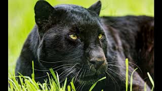 Panther Sounds - Growlings, purr  - Голос Пантеры