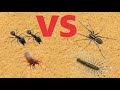 Woodlouse Spider VS Wolf Spider VS House Centipede VS 2 Soldier Ants