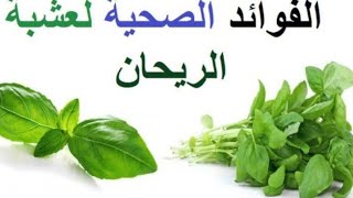 طريقه زراعه واكثار نبات الريحان في  المنزل من الالف للياء