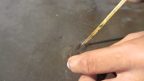 BẮT MÓNG TAY - Biển Tân Thành-Gò Công-Tiền Giang