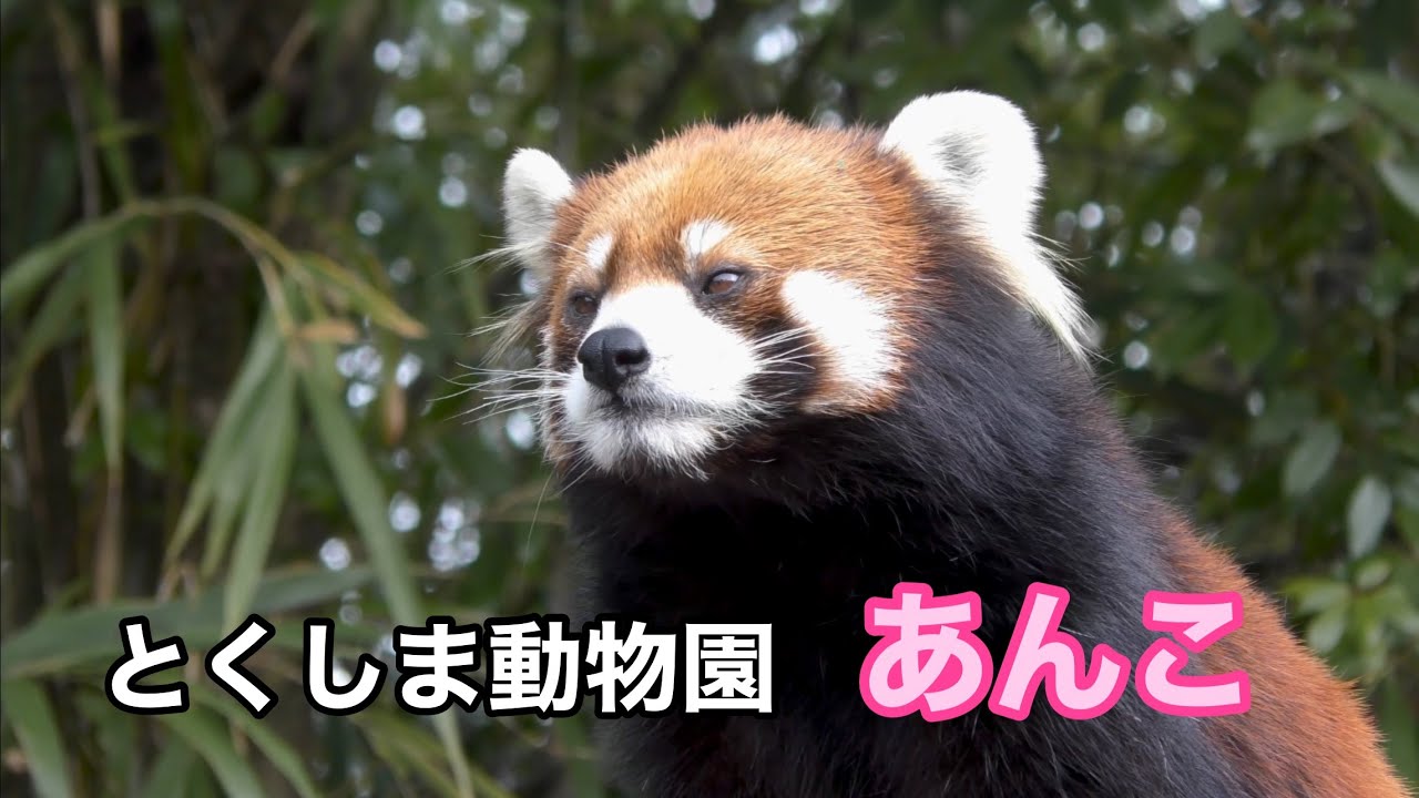 レッサーパンダ あんこちゃん 自由気ままな様子です【とくしま動物園
