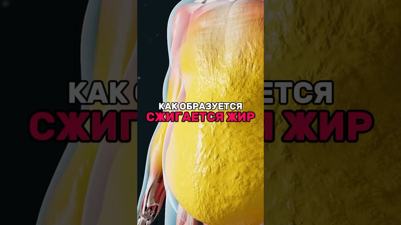 Как накапливается и сжигается жир
