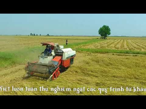 Video QUY TRÌNH SẢN XUẤT GẠO HỮU CƠ ORGAGRO - GẠO VIỆT - youtube