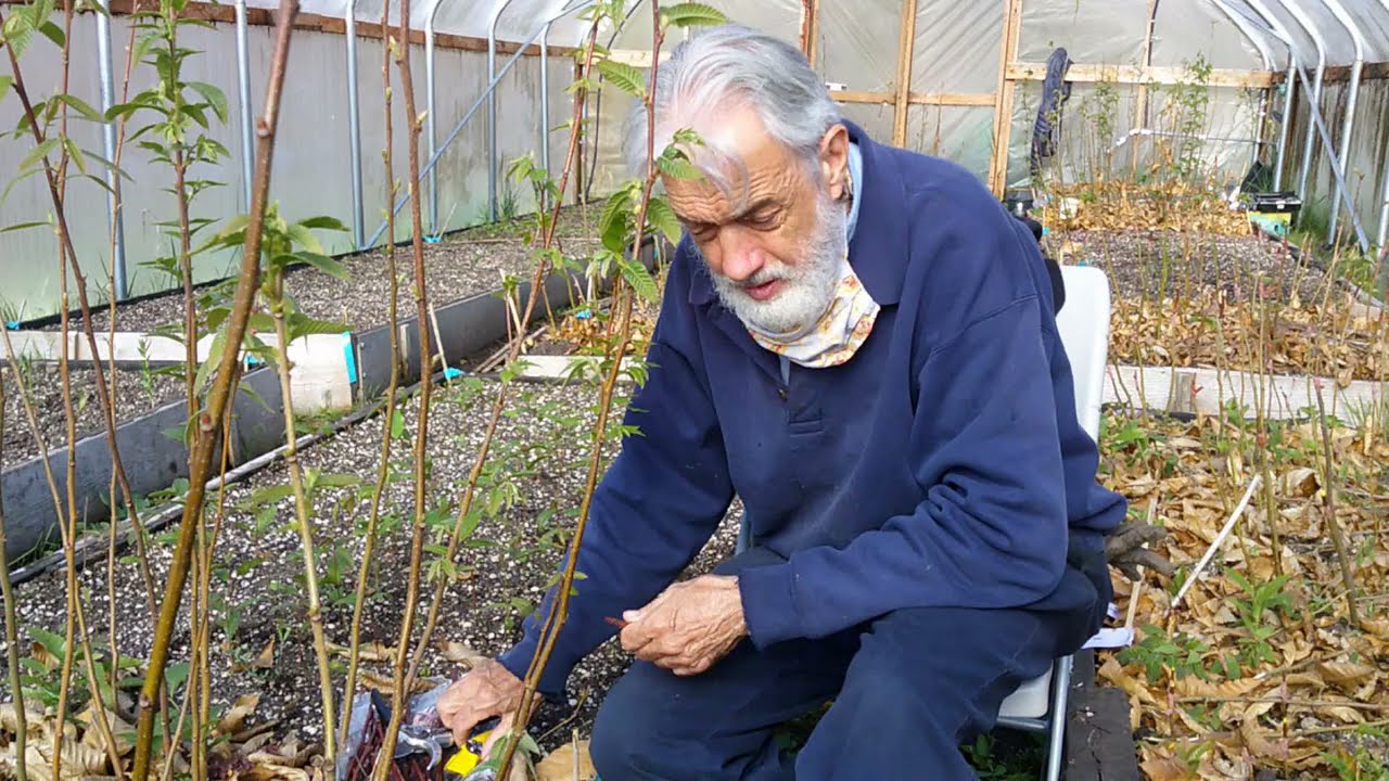 How to Graft Chestnuts and Other Nut Trees