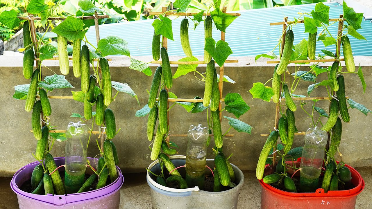 This Way, Cucumbers Will Bear Fruit Like Crazy And Be Harvested Quickly