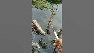Mancing Wader ikan sampai kelihatan rebutan umpan 😱 #microfishing
