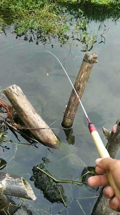 Mancing Wader ikan sampai kelihatan rebutan umpan 😱 #microfishing