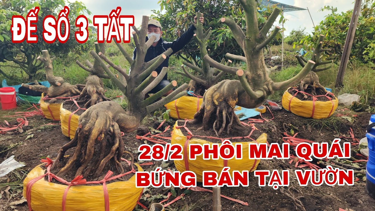 28/2 phôi mai quái bứng bán tại vườn đế sổ 3 tất ☎ 0907813169