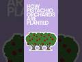 How Pistachio Orchards are Planted
