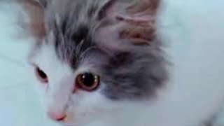 Cute kittens playing alone under the table