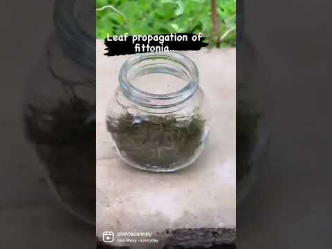 वीडियो: फितोनिया के पौधे - मुरझाए हुए पत्तों से फितोनिया का इलाज कैसे करें