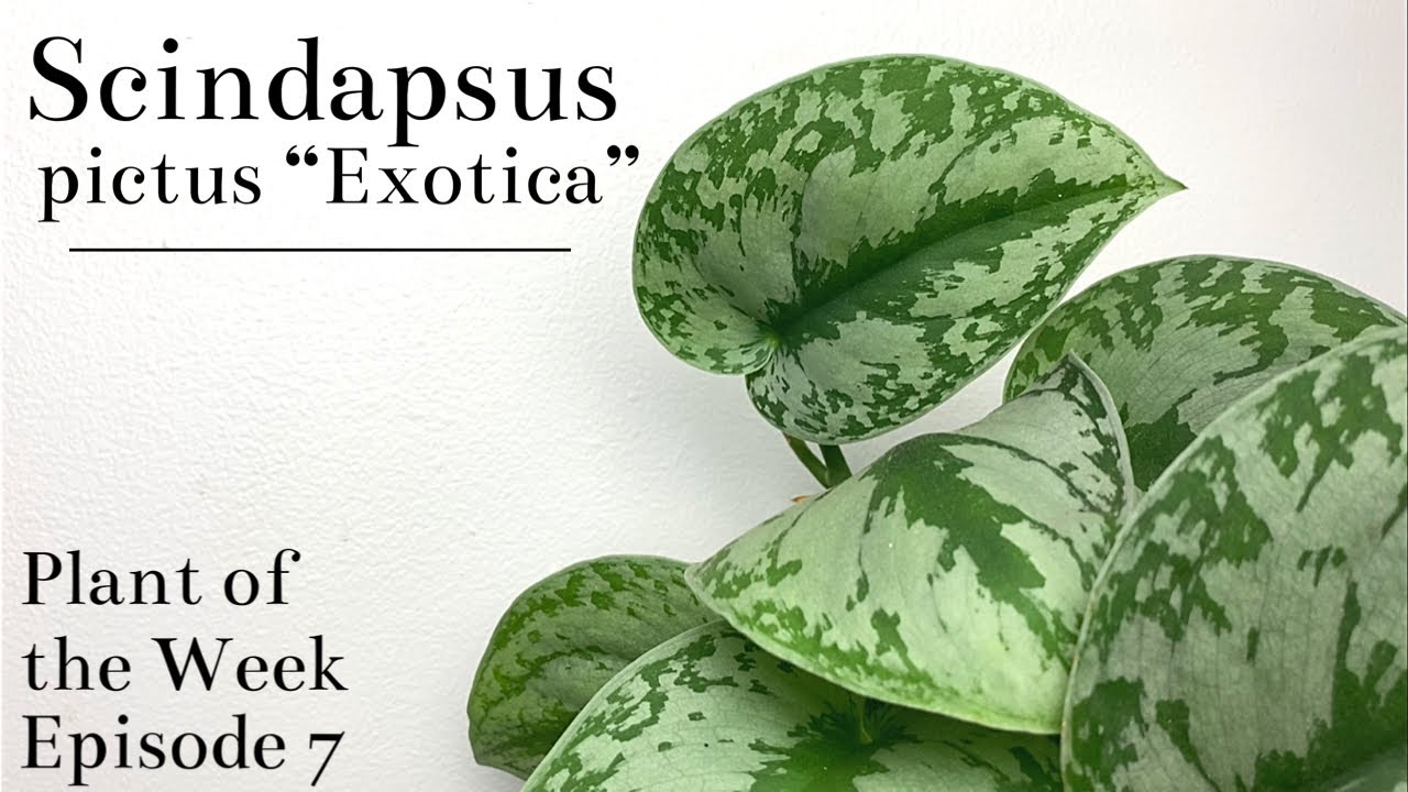 Scindapsus Pictus 'Exotica' Pothos – Bumble Plants