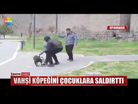 Vahşi köpeğini çocuklara saldırttı