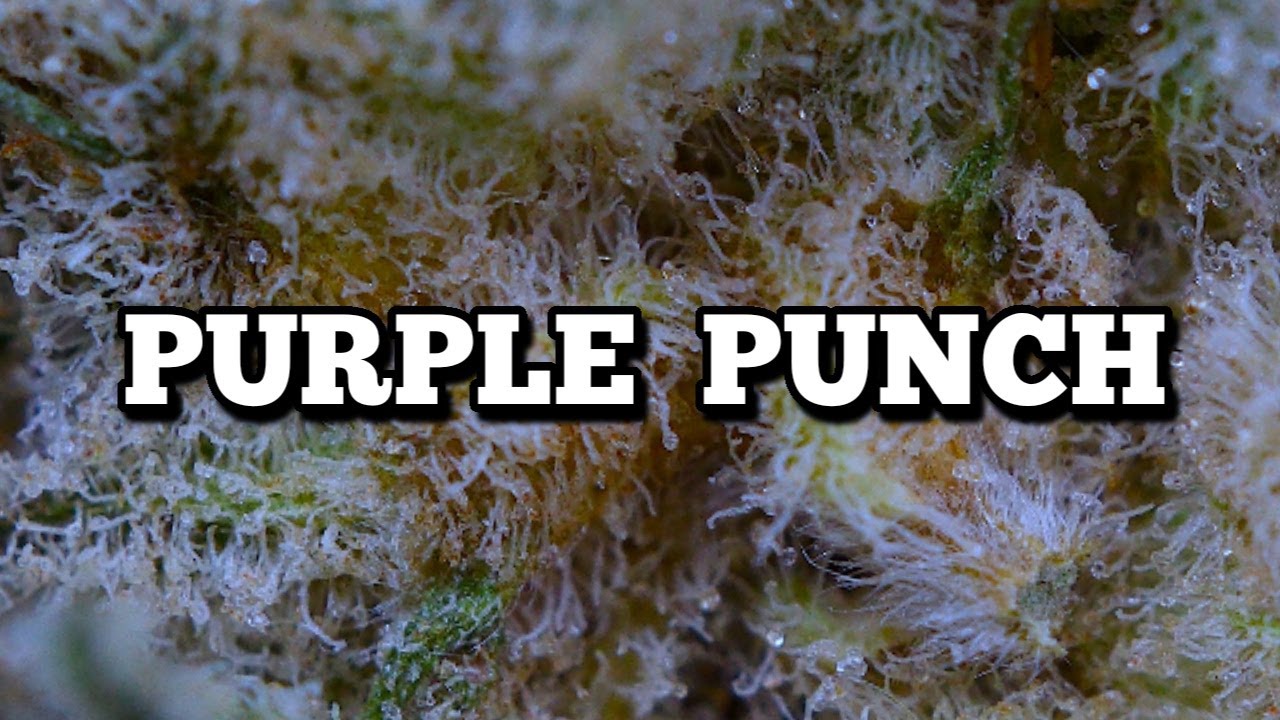 PURPLE PUNCH OFFICIAL STRAIN REVIEW