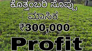 AGRICULTURE PROFITABLE CROP | ಅರ್ಧ ಎಕರೆ ಭೂಮಿಯಲ್ಲಿ ₹300,000 ಲಾಭ | KRISHI FARMING |ORGANIC FARMING