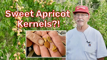 These Apricot Kernels Taste Like Almonds! w/ Bob Purvis